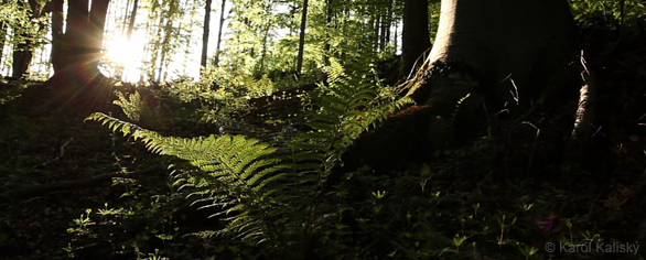 Forest Protection Action of the Year