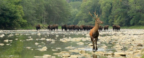 The Wolf Mountains film depicts a rewilding of the Europe