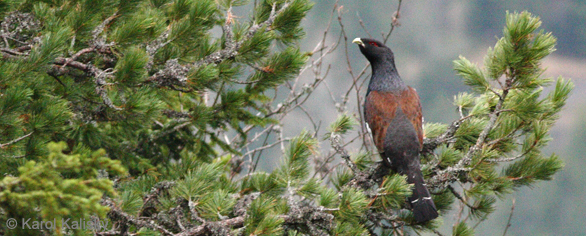 Disappearing World of the Capercaillie