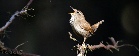 The Primeval Forest Is Singing