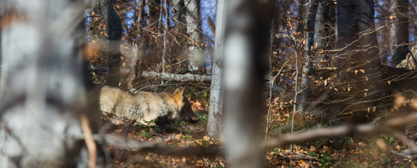 In the tracks of wolves