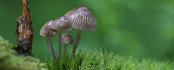 Into the kingdom of fungi