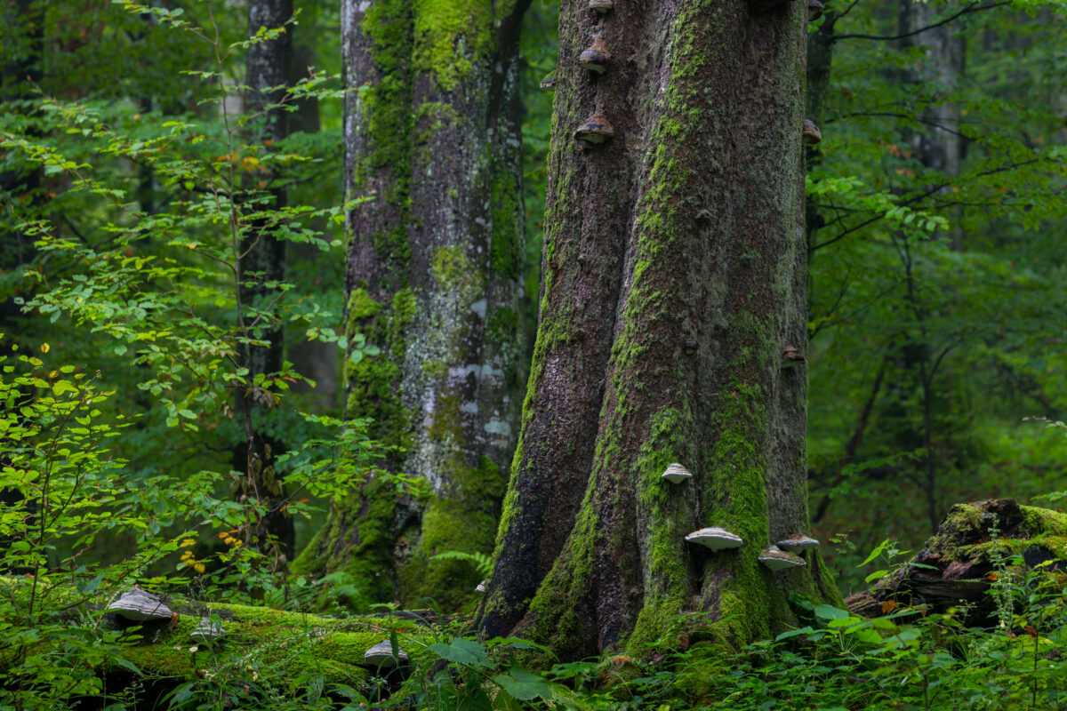 The forest in Wolf Mountains, Slovakia. © Adam Lawnik