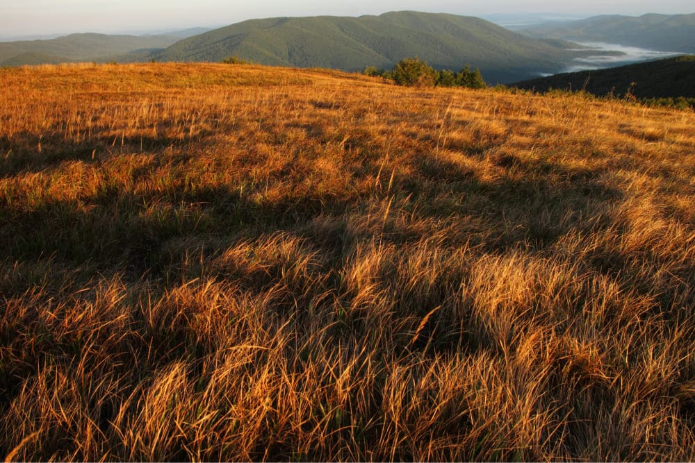 Národný park poloniny