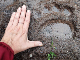 Monitorujeme výskyt veľkých šeliem